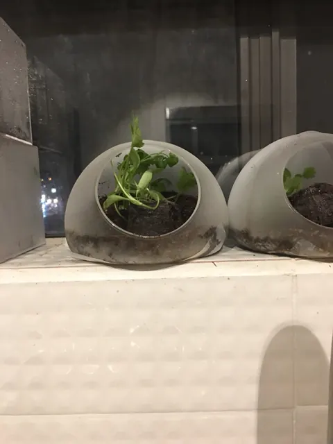Glass domes with plants — living light, 2026.